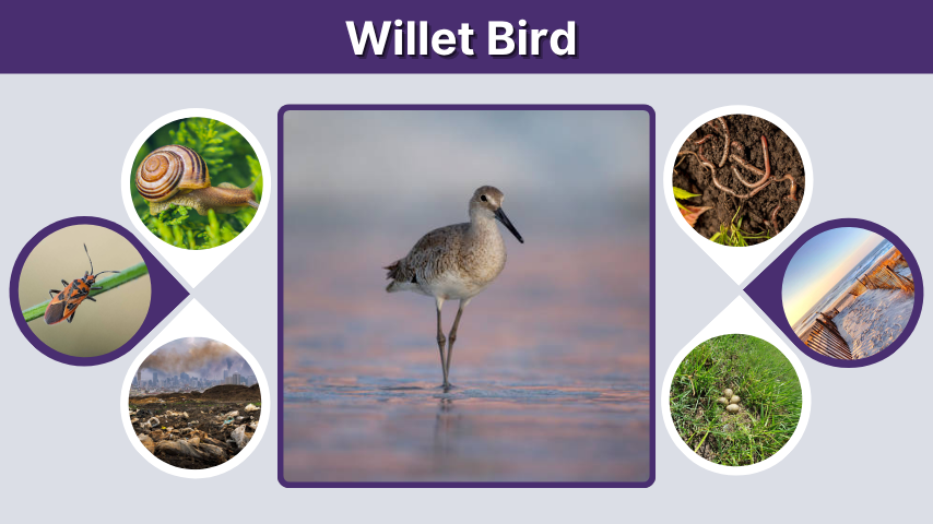 Willet Bird Facts, Identification, Diet, and Range