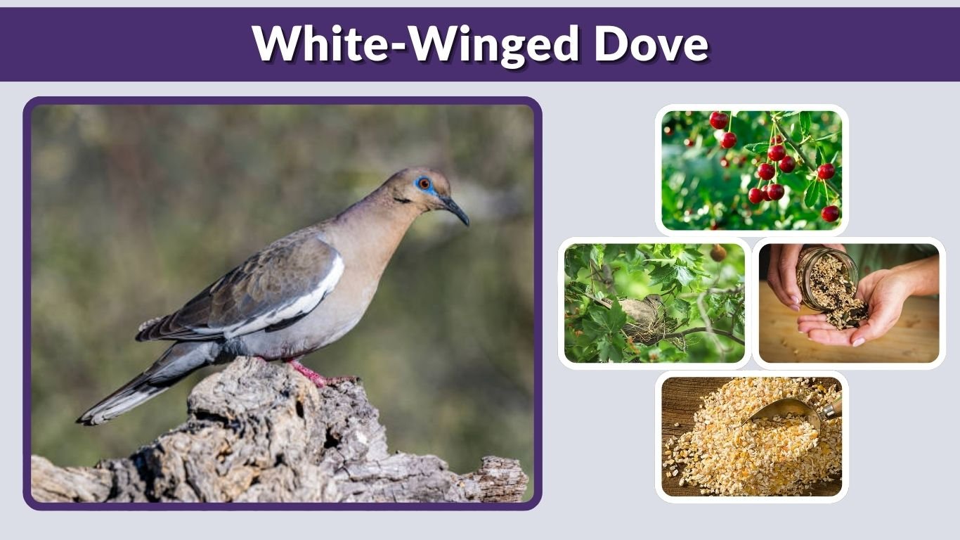 White-Winged Dove: Identification, Habitat, and Nesting Facts
