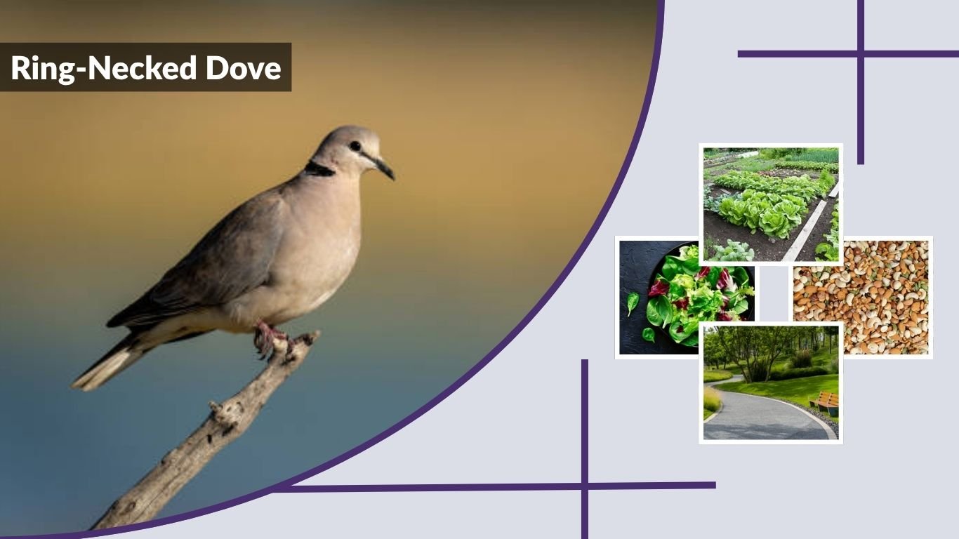 Ring-Necked Dove: Identification, Habitat, Diet & Lifespan Facts