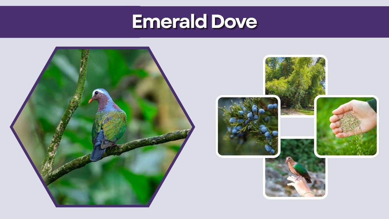 Emerald Dove: Habitat, Diet, Facts, and Feeding Guide