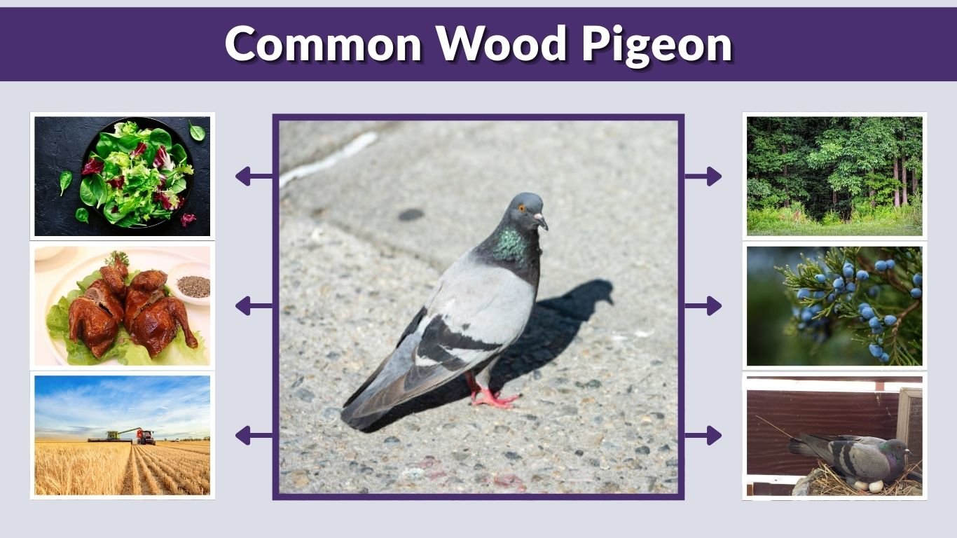 Common Wood Pigeon: Habitat, Diet, Nesting and Facts Guide