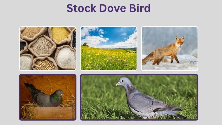 Stock Dove Bird: Habitat, Diet, and Identification