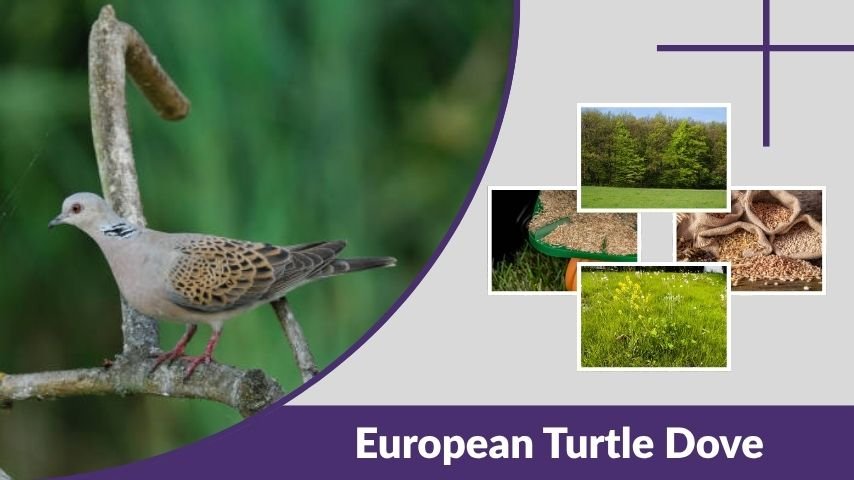 European Turtle Dove: Habitat, Diet, Migration, and Facts