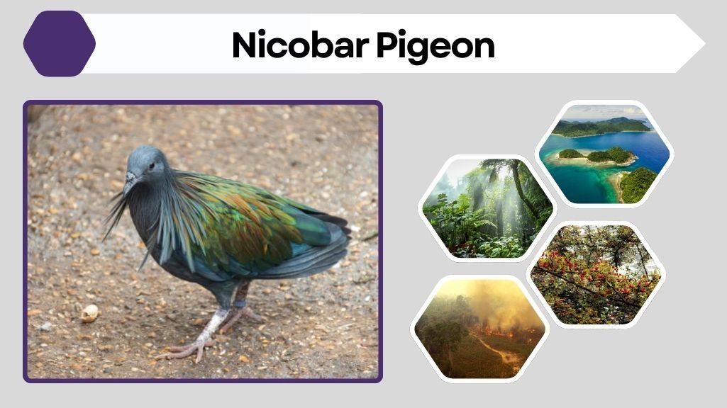 Nicobar Pigeon: Facts, Diet, Habitat, and Lifespan