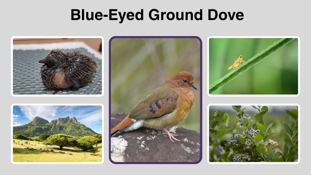Blue-Eyed Ground Dove: Habitat, Diet, Behavior, and Facts