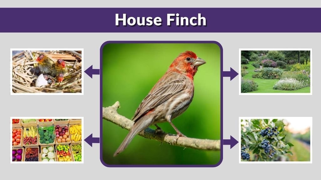 House Finch Nesting, Feeding, and Migration Facts