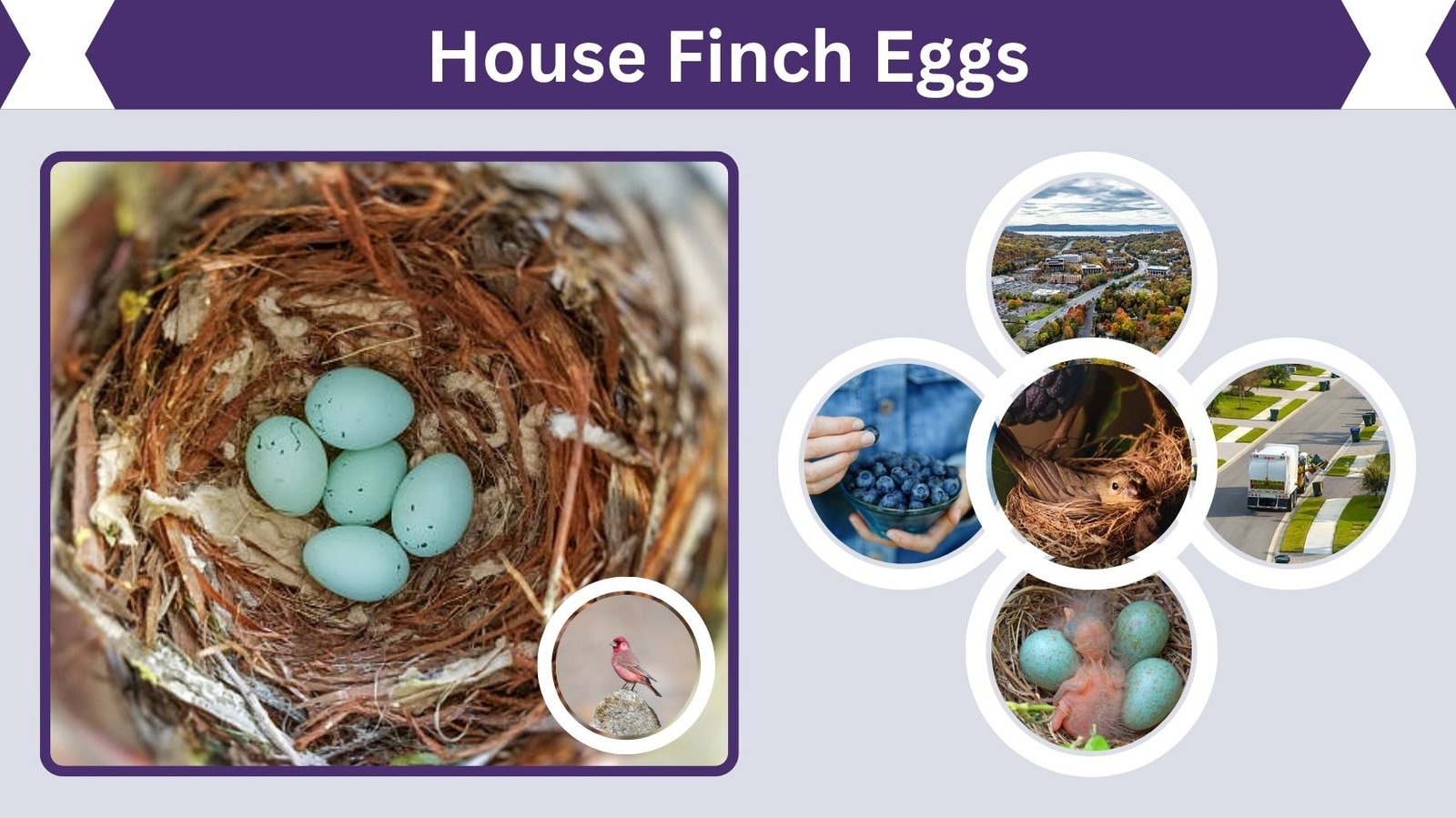 House Finch Eggs: Color, Size, Nesting & Incubation