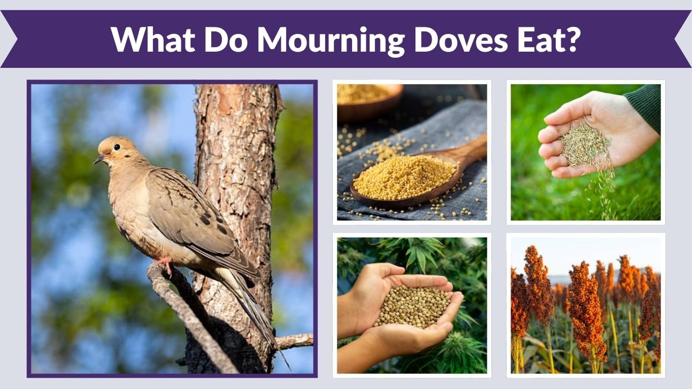 What Do Mourning Doves Eat? 12 Foods They Love in the Wild