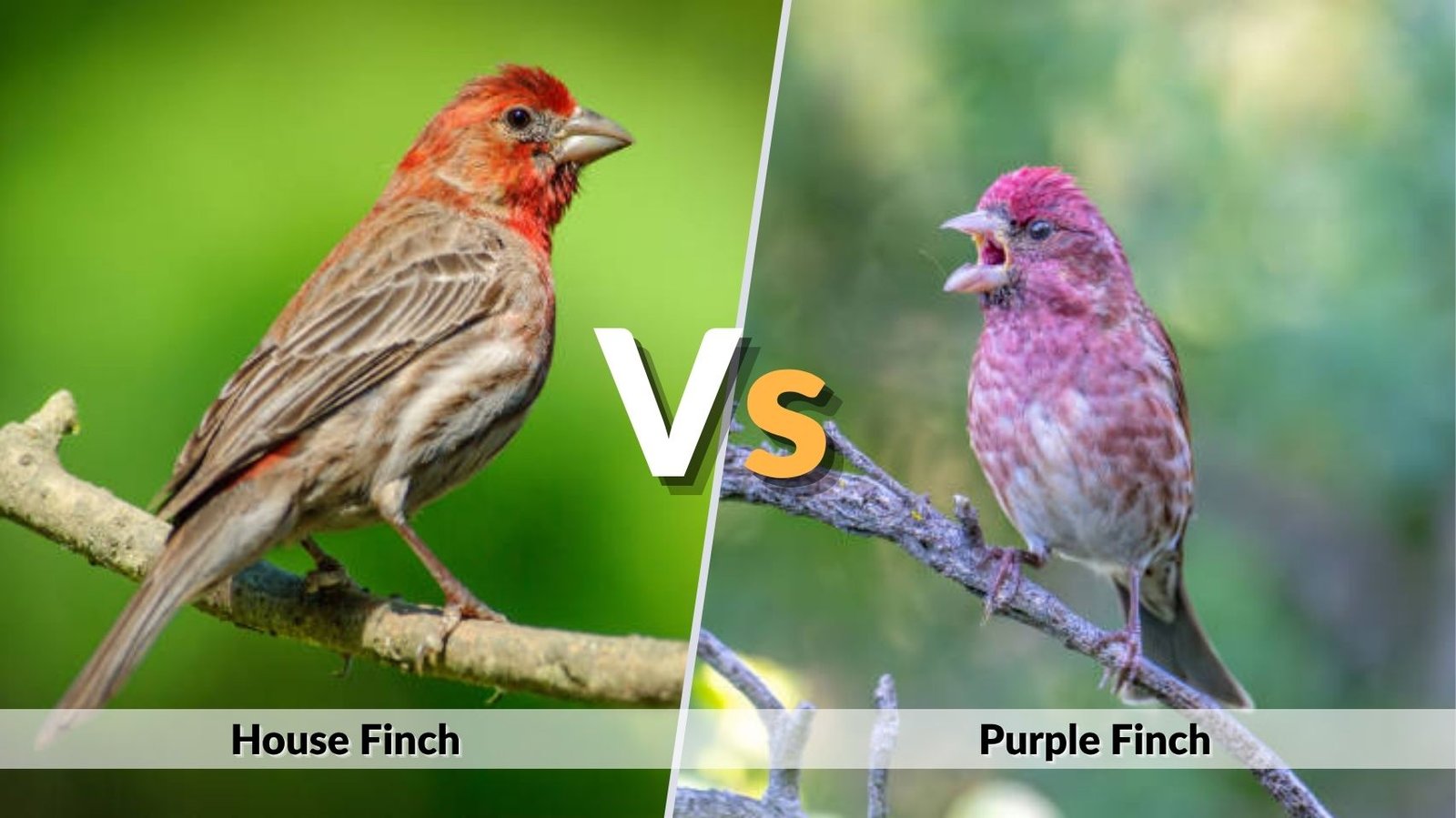 House Finch vs Purple Finch: Identification, Eggs & Behavior