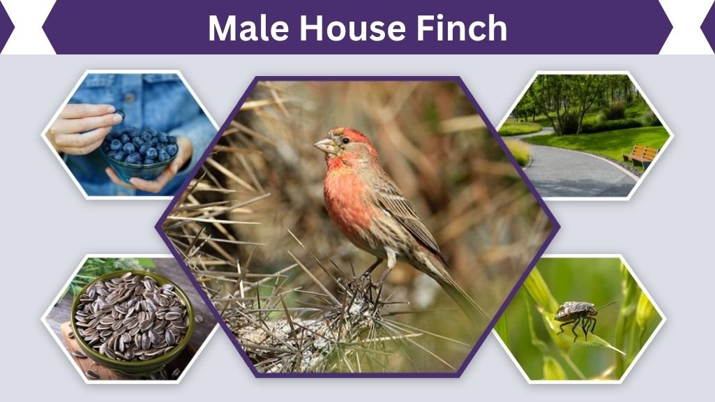 Male House Finch: Identification, Behavior & Song Guide