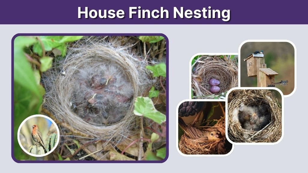 House Finch Nesting: Locations, Materials & Chick Care