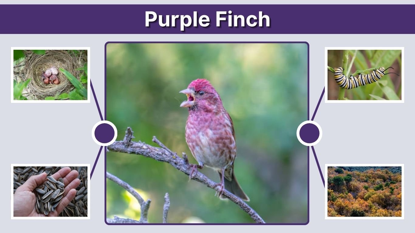 Purple Finch: Appearance, Diet, Nesting, and Facts