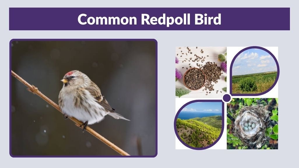 Common Redpoll Bird: Identification, Habitat & Behavior