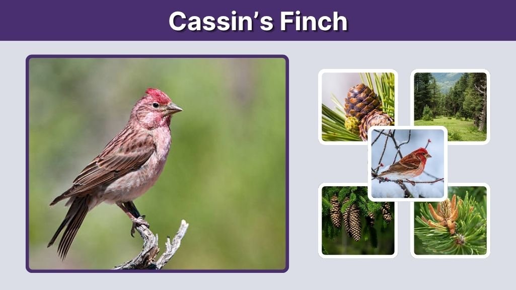 Cassin’s Finch: Appearance, Habitat, Diet, and Behavior