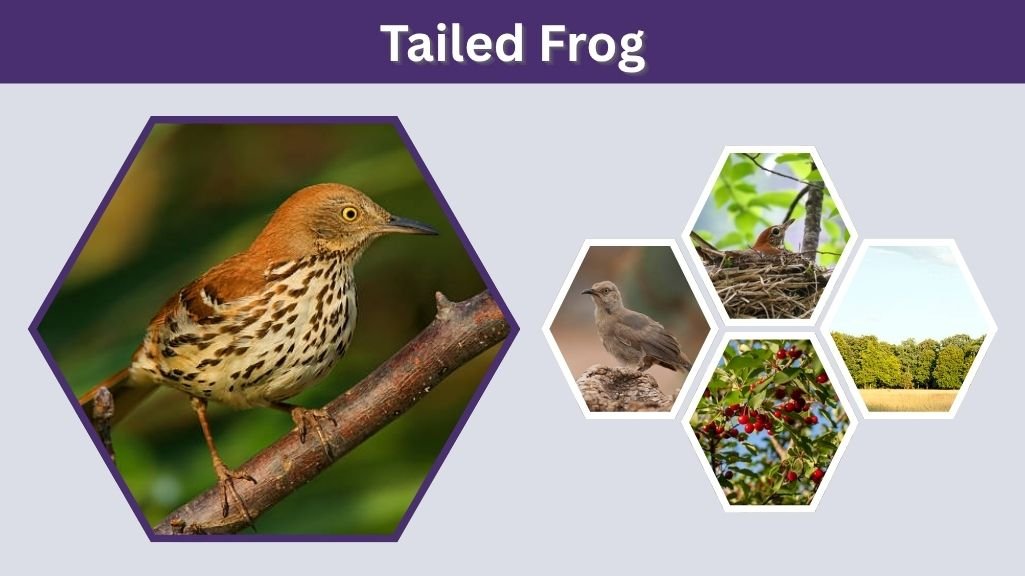 Brown Thrasher Facts, Habitat, Diet, Nesting, and Behavior