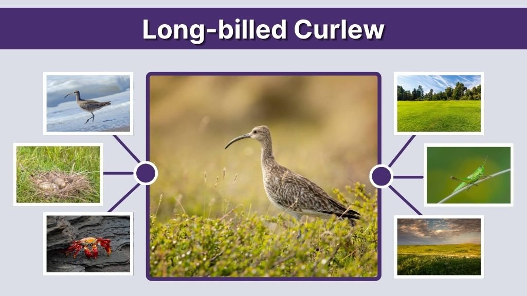 Long-billed Curlew: Habitat, Diet, Nesting, Behavior & Facts