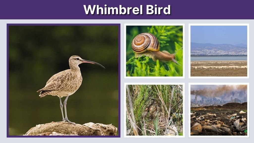 Whimbrel Bird: Identification, Habitat, Diet, Migration & Facts