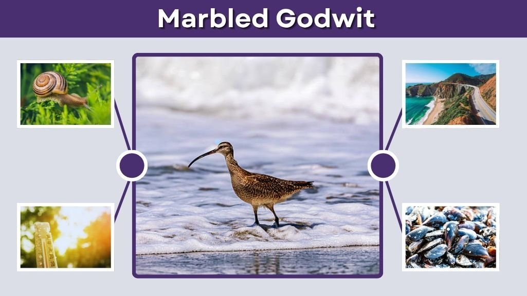 Marbled Godwit: Identification, Habitat, Diet, Migration & Facts