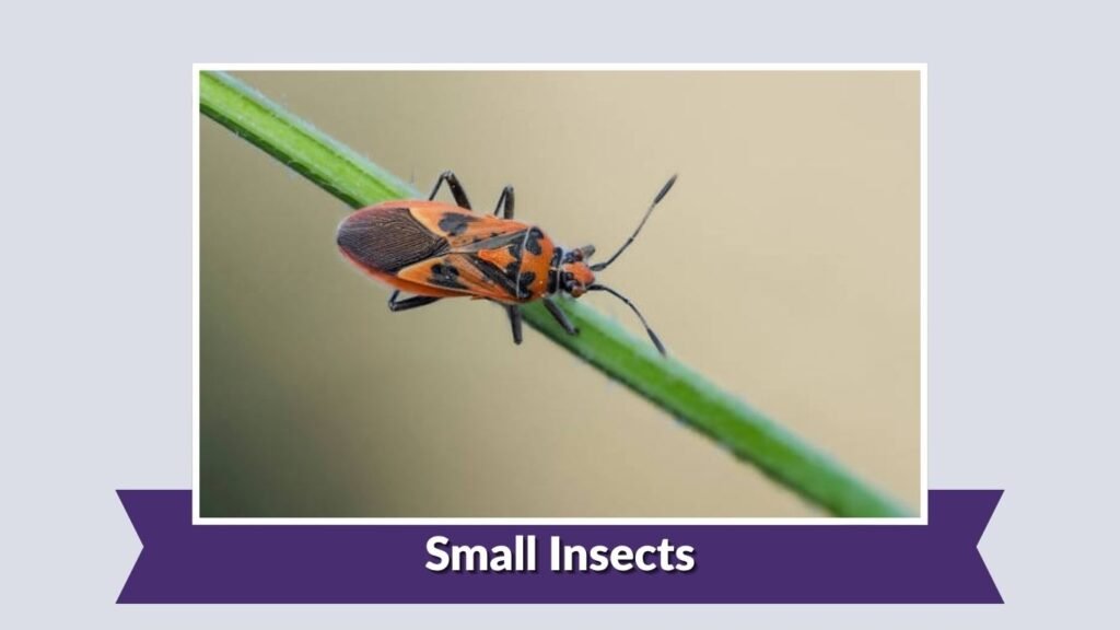 Small Insects