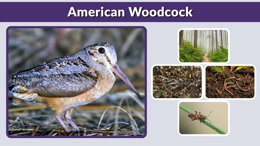 American Woodcock: Traits, Habitat, Diet, and Facts