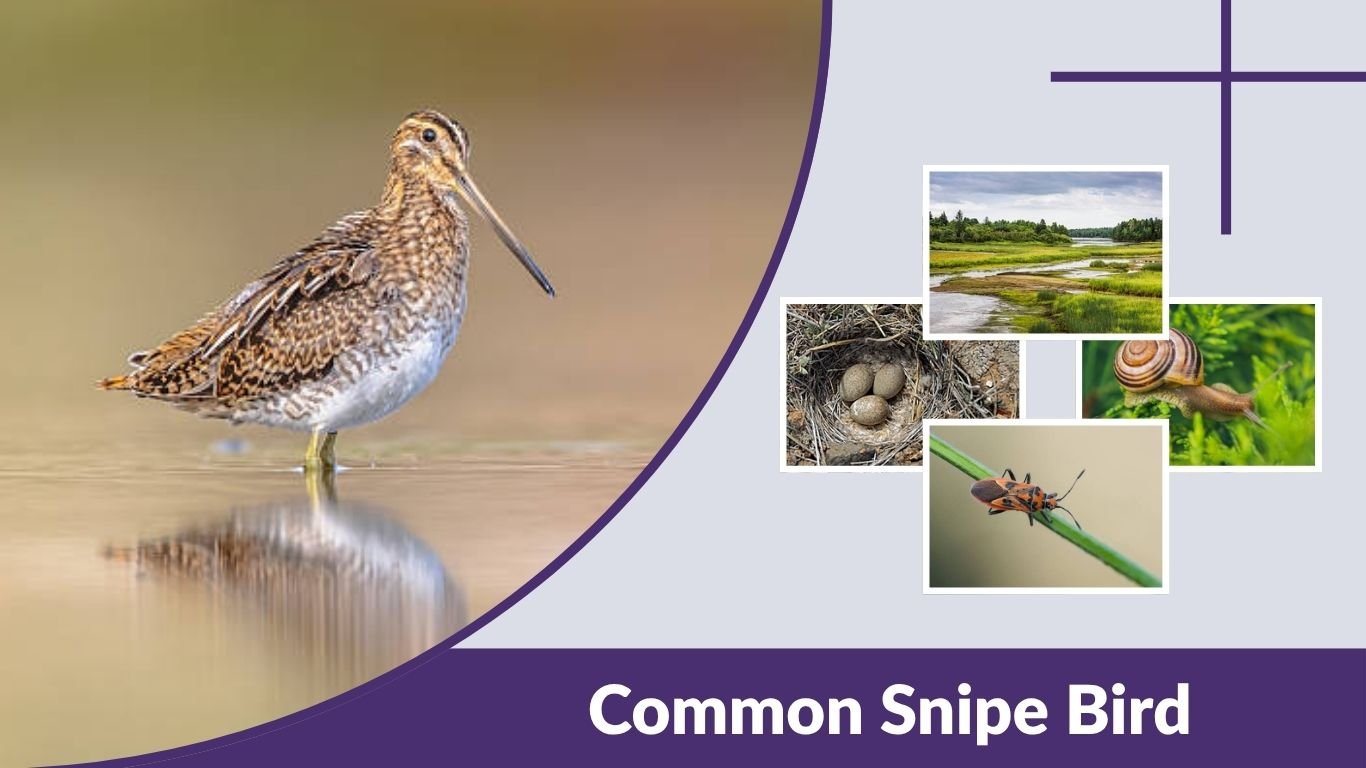 Common Snipe Bird: Habitat, Diet, Behavior & Facts