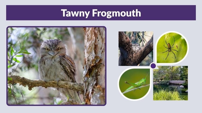 Tawny Frogmouth Facts, Habitat, and Identification Guide 