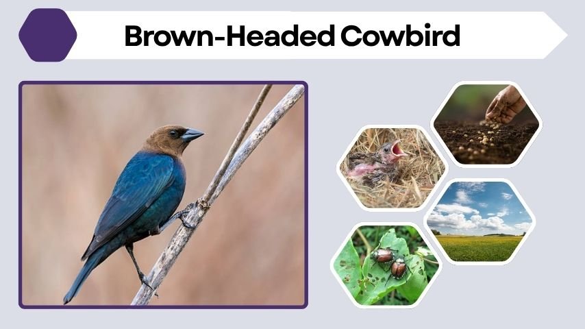 Brown-Headed Cowbird Identification and Nesting Facts