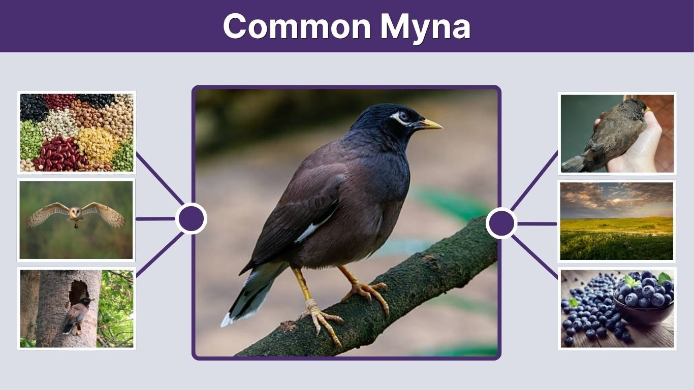 Common Myna: Nesting, Habitat, Diet, and Talking Ability