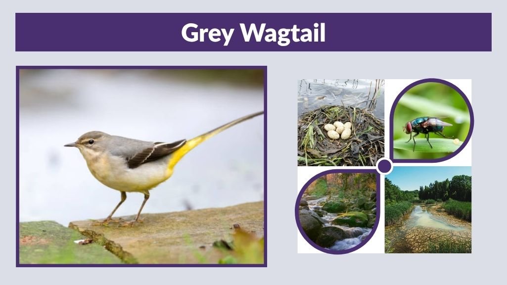 Grey Wagtail Facts, Habitat, Diet, and Identification Guide
