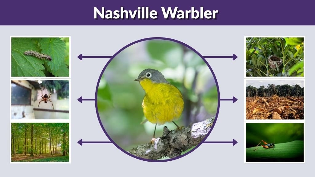 Nashville Warbler Facts, Habitat, Diet and Identification
