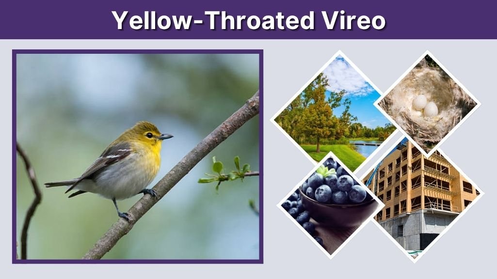 Yellow-Throated Vireo Facts, Habitat, Migration & Identification Guide