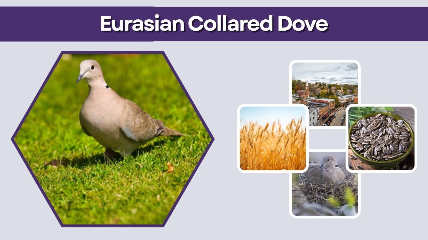 Eurasian Collared Dove: ID, Habitat, Diet, Behavior & Facts