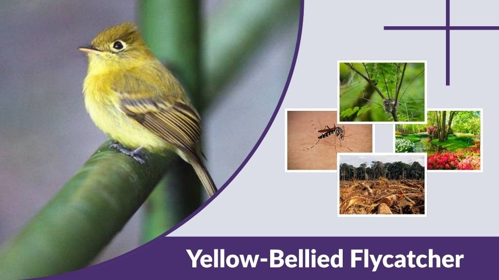 Yellow-Bellied Flycatcher Identification and Habitat Guide