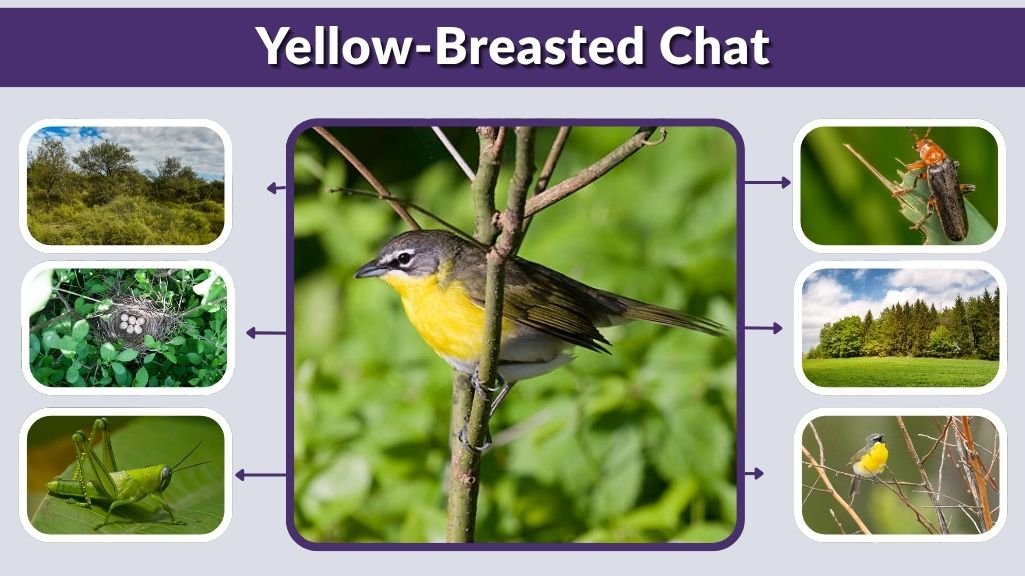 Yellow-Breasted Chat: Habitat, Song, Diet, and Facts