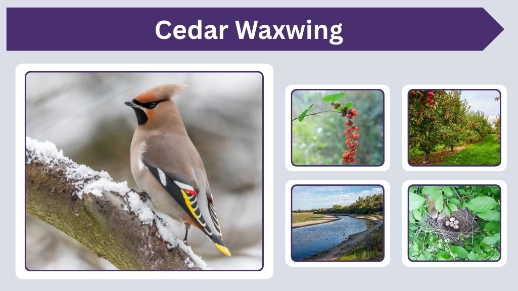 Cedar Waxwing Facts, Habitat, Diet and Identification Guide
