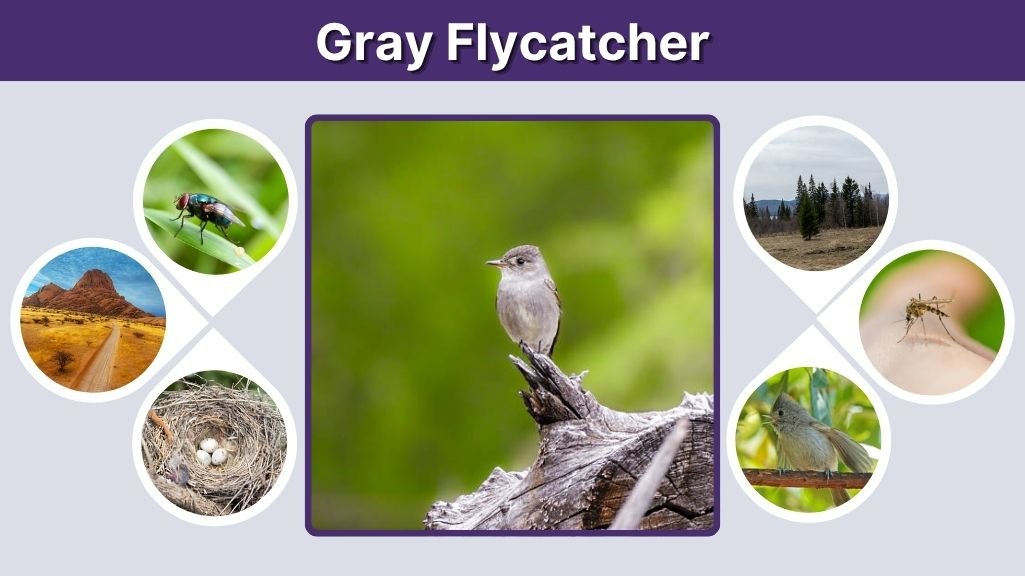 Gray Flycatcher Facts, Identification, and Habitat Guide