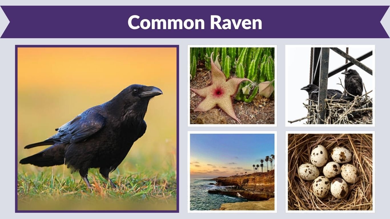 Common Raven: Habitat, Diet, Intelligence and Bird Facts