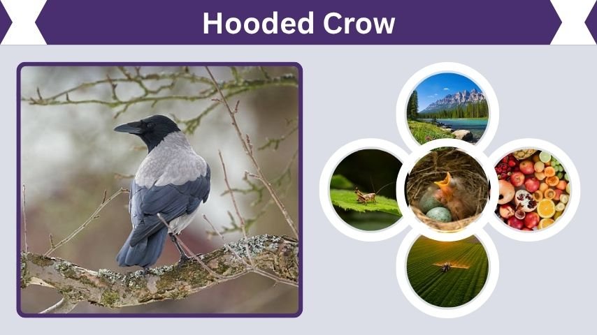 Hooded Crow Identification, Habitat, Diet, and Nesting Facts