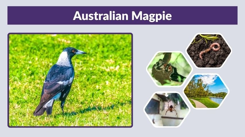 Australian Magpie: Habitat, Diet, Nesting, Behavior & Facts