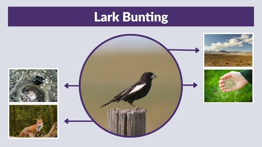 Lark Bunting Facts, Habitat and Identification Guide