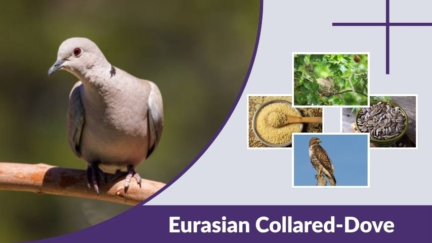 Eurasian Collared-Dove Facts, Habitat, Diet & Identification Guide