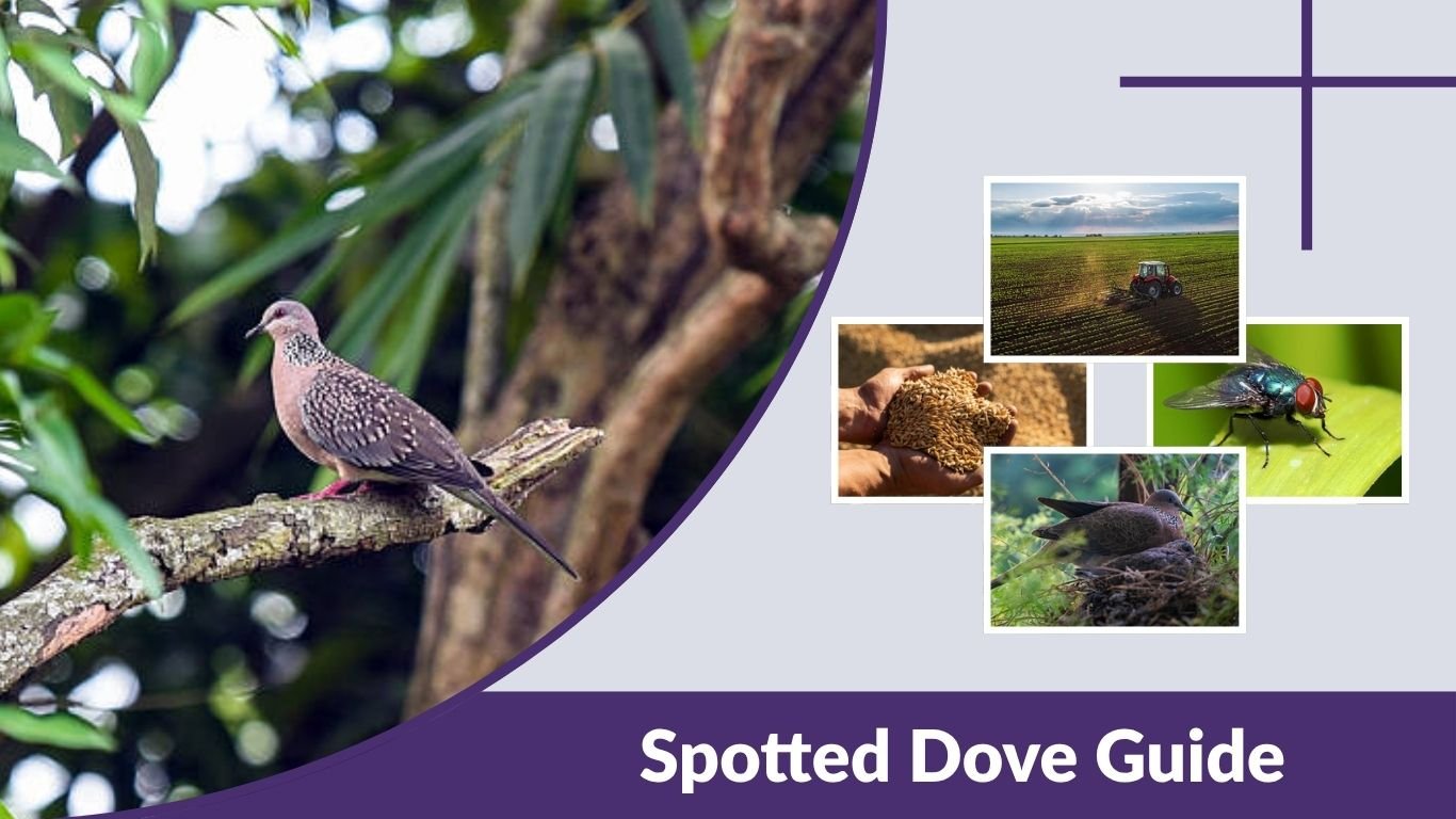 Spotted Dove Guide: Habitat, Diet, and Identification