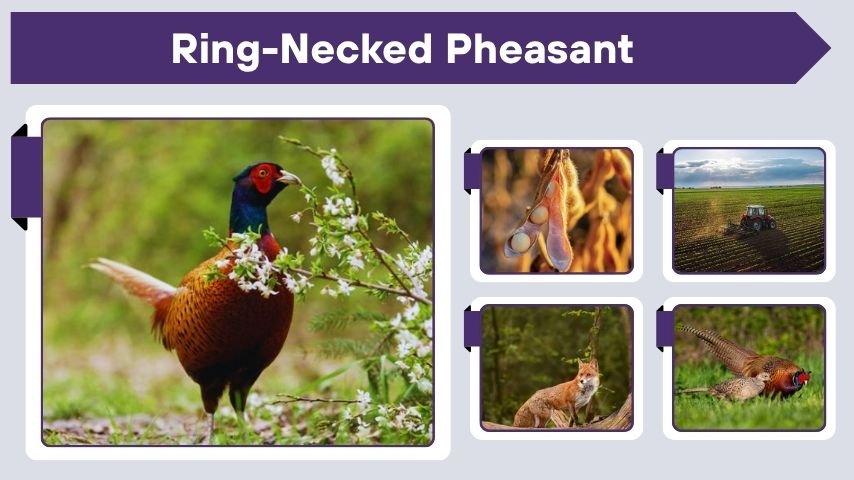 Ring-Necked Pheasant Facts, Habitat, Diet and Lifespan