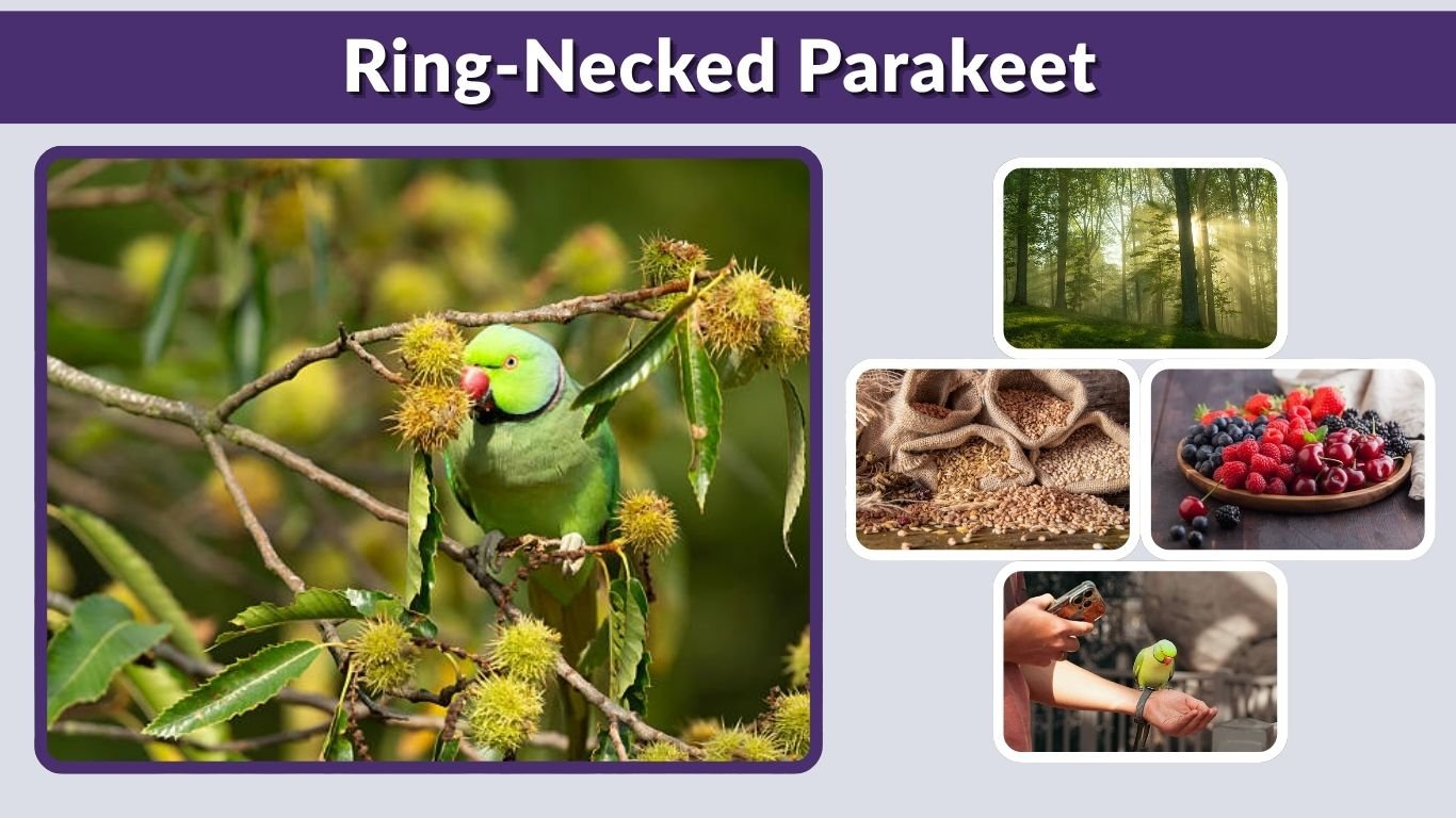 Ring-Necked Parakeet Habitat, Diet, Behavior, and Facts Guide