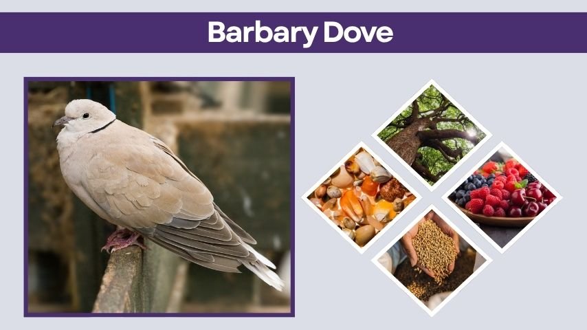Barbary Dove Facts, Habitat, Diet, Lifespan and Personality