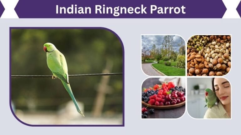 Indian Ringneck Parrot Habitat, Diet, Lifespan and Care Tips