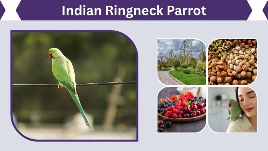 Indian Ringneck Parrot Habitat, Diet, Lifespan and Care Tips