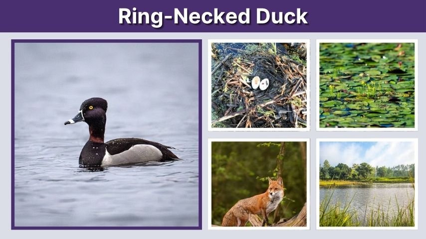 Ring-Necked Duck Identification and Habitat Guide