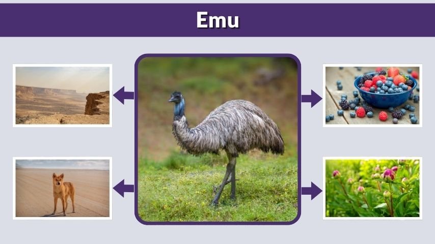 Emu Identification and Habitat Facts Guide