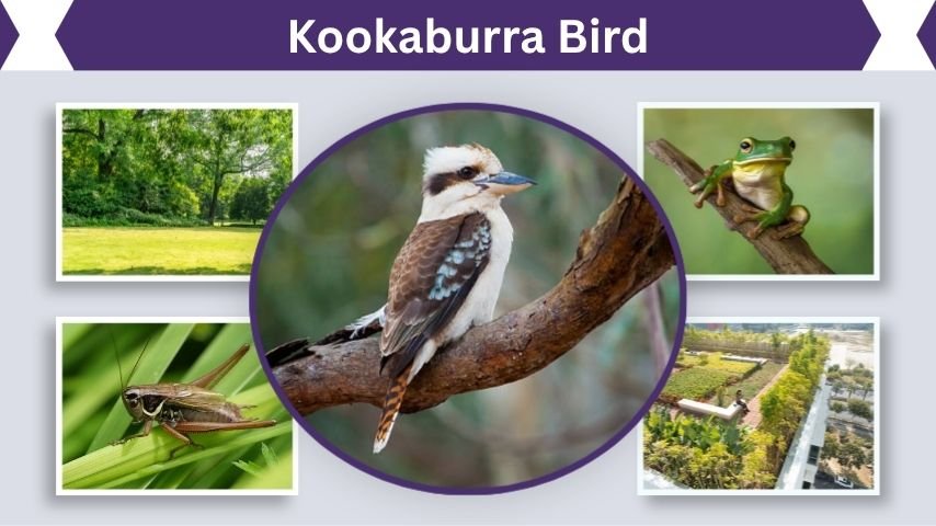 Kookaburra Bird Facts, Identification, Habitat, Diet, and Behavior